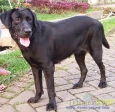 Dunia Pixie Menguak Mitos Binatang Berwarna Hitam