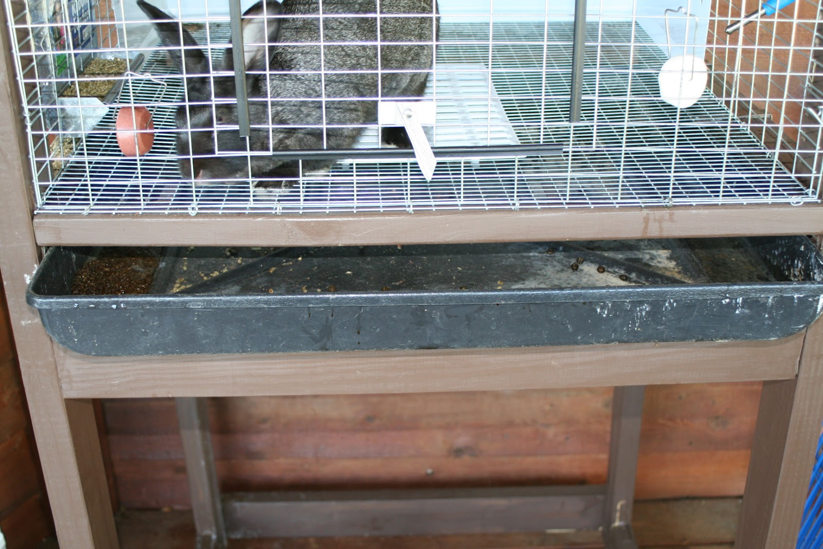 Brooding On DIY Rabbit Hutch