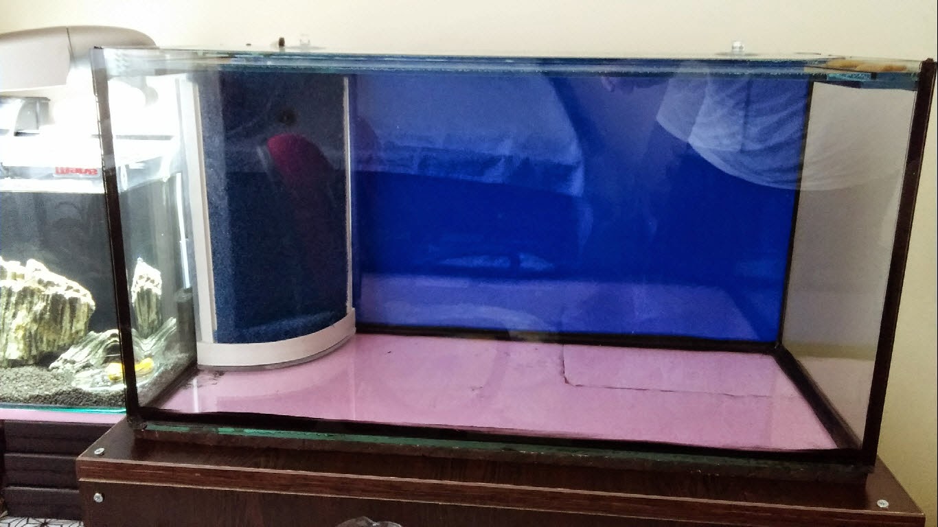 shrimp zone kardinal karides ve poso rabbit akvaryumu sulawesi dream