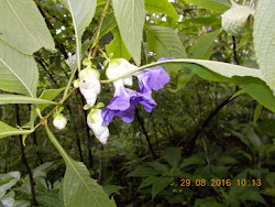 The Purple colored Karvi Flower.