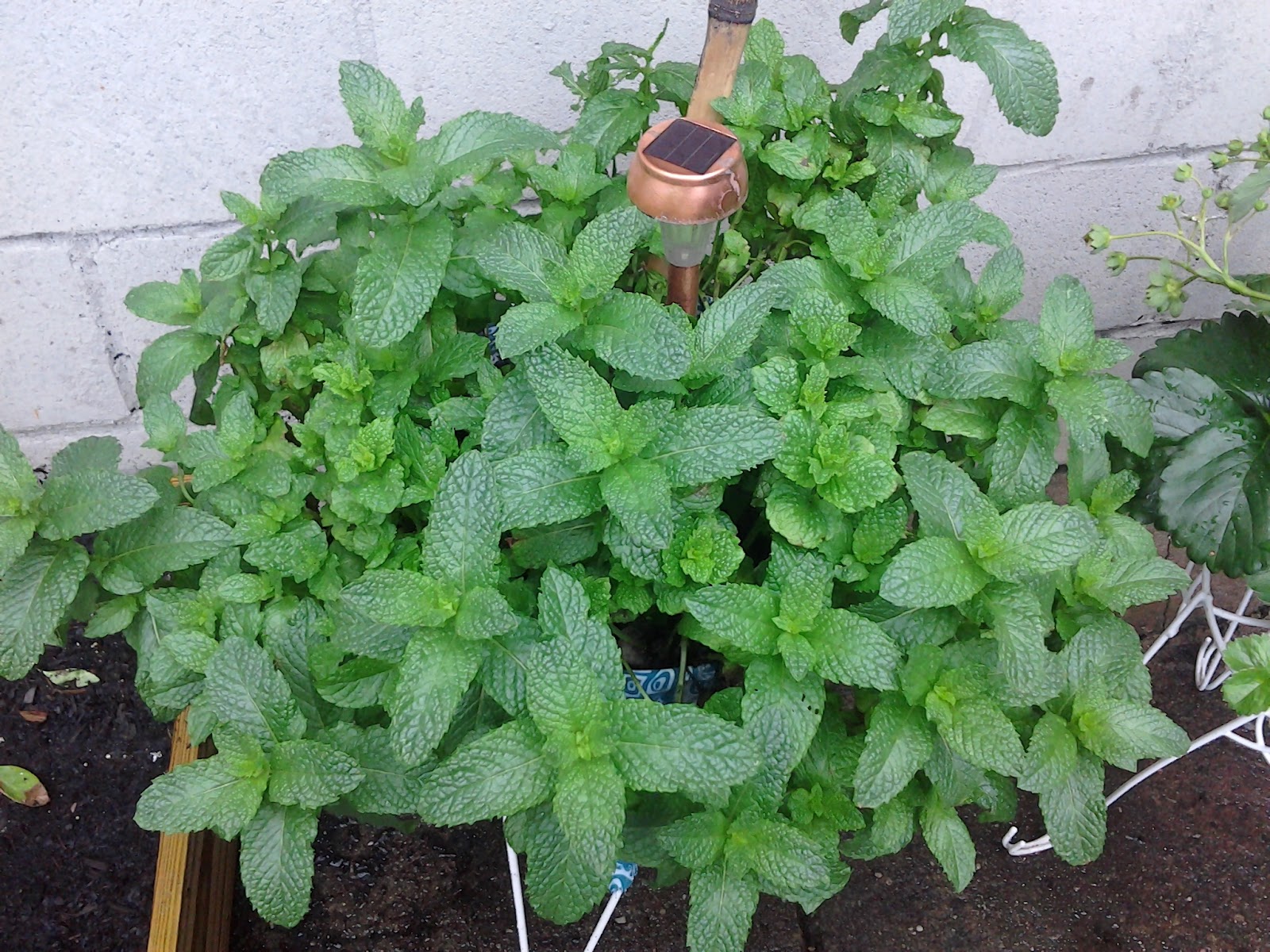 Sweet Mint Tea from Scratch Vegan Meat Natural Health Blog