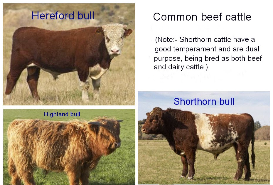 Family of Farmers Real Farmwives Discuss Differences Between Dairy