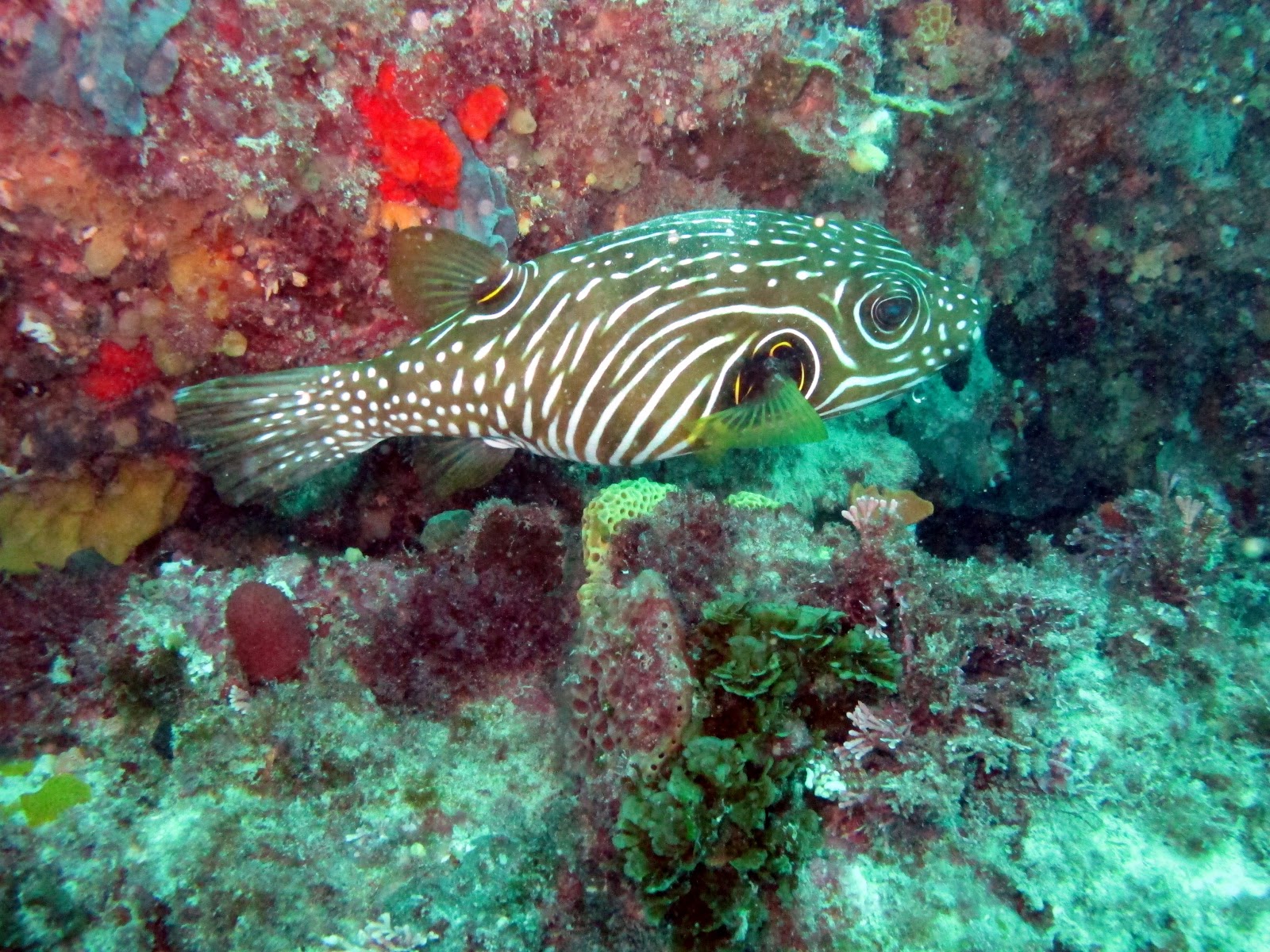 BillsDiving Stars and Stripes Pufferfish