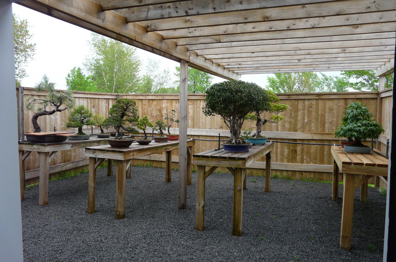 Bonsai au Québec Bonsai à l'extérieur