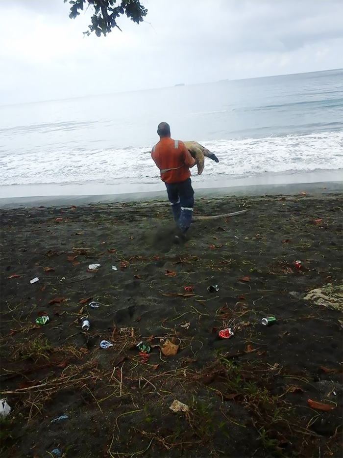 Man Buys Turtles From Food Market And Releases Them Back To The Sea - “Got them for 50 bucks drove 5km up the road and let them go” Man Buys Turtles From Food Market And Releases Them Back To The Sea - “Got them for 50 bucks drove 5km up the road and let them go”