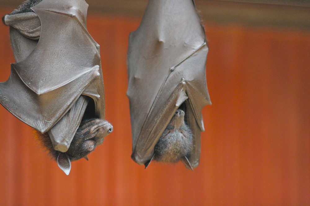 What factors determine the order in which a bat folds their wings? r