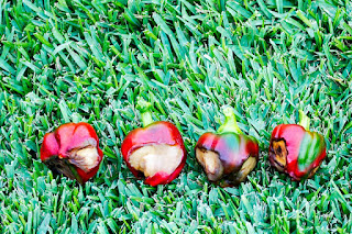 Blossom End Rot in all peppers