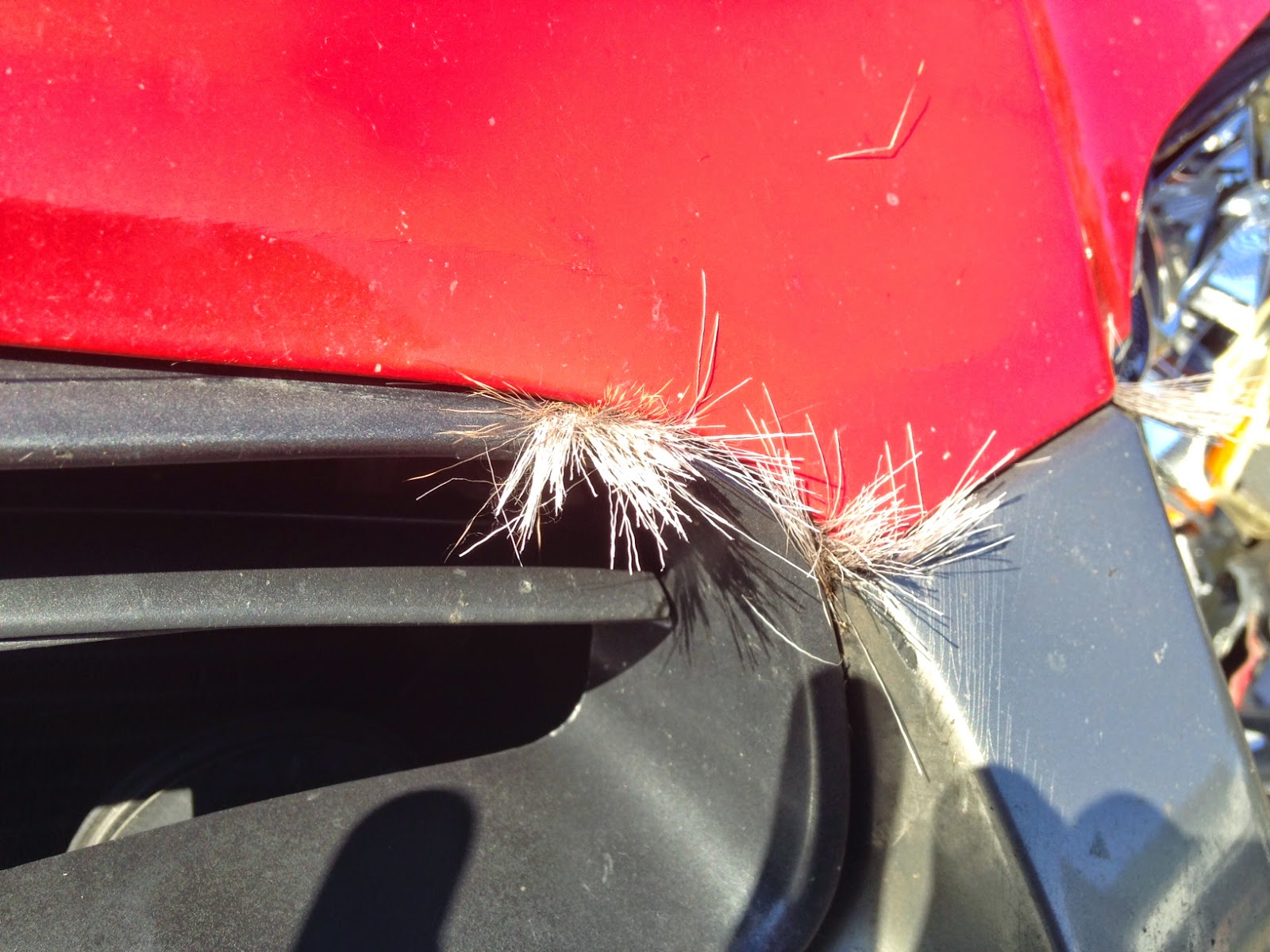 Blue Ridge Cyclery Racing What not to do when you hit a deer with your car