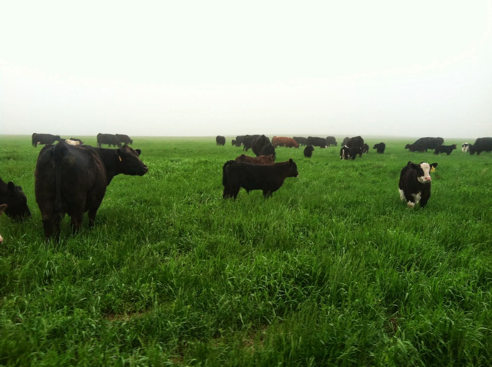 DIAMOND G CATTLE CO. Thompson Show Steers South Dakota