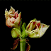 Hermosos GIFs de flores en el momento pleno de su florecimiento