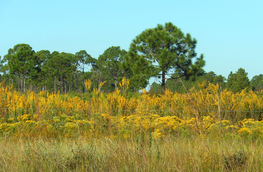Florida by Bicycle Mellow Yellow Fall in the Florida Scrub