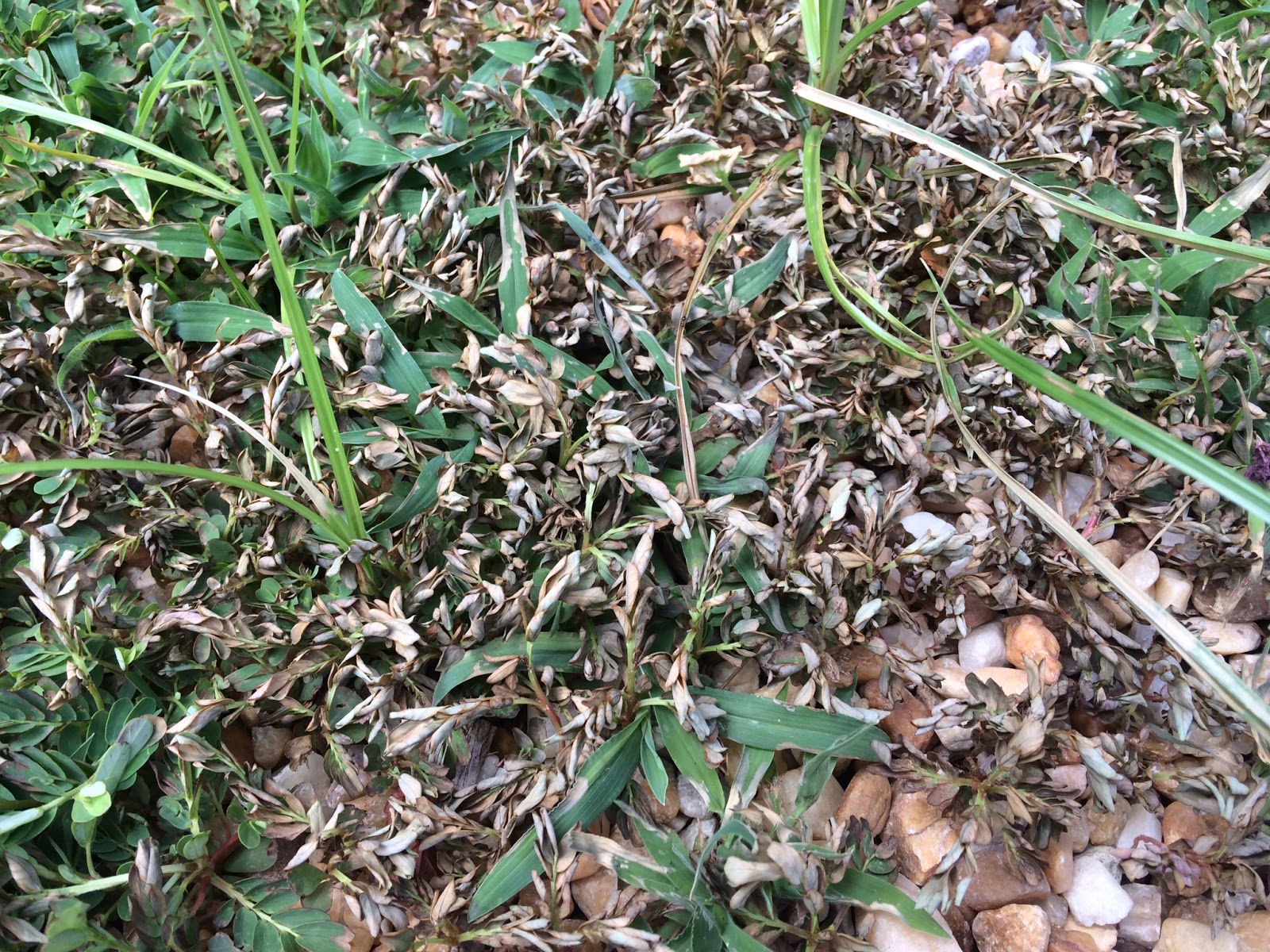 Weeds, Mosquitoes and Garden Pics Love Sown