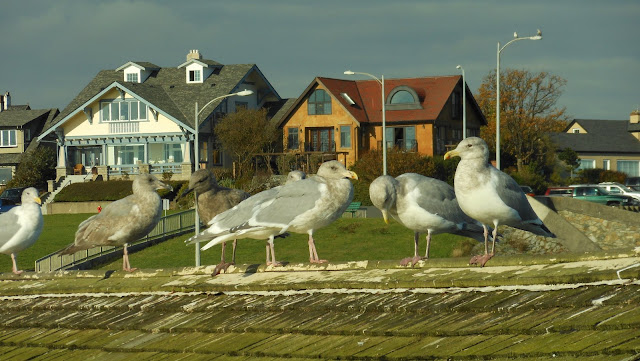 Seagulls sunbathing at Clover Point Park (2012-11-14)
