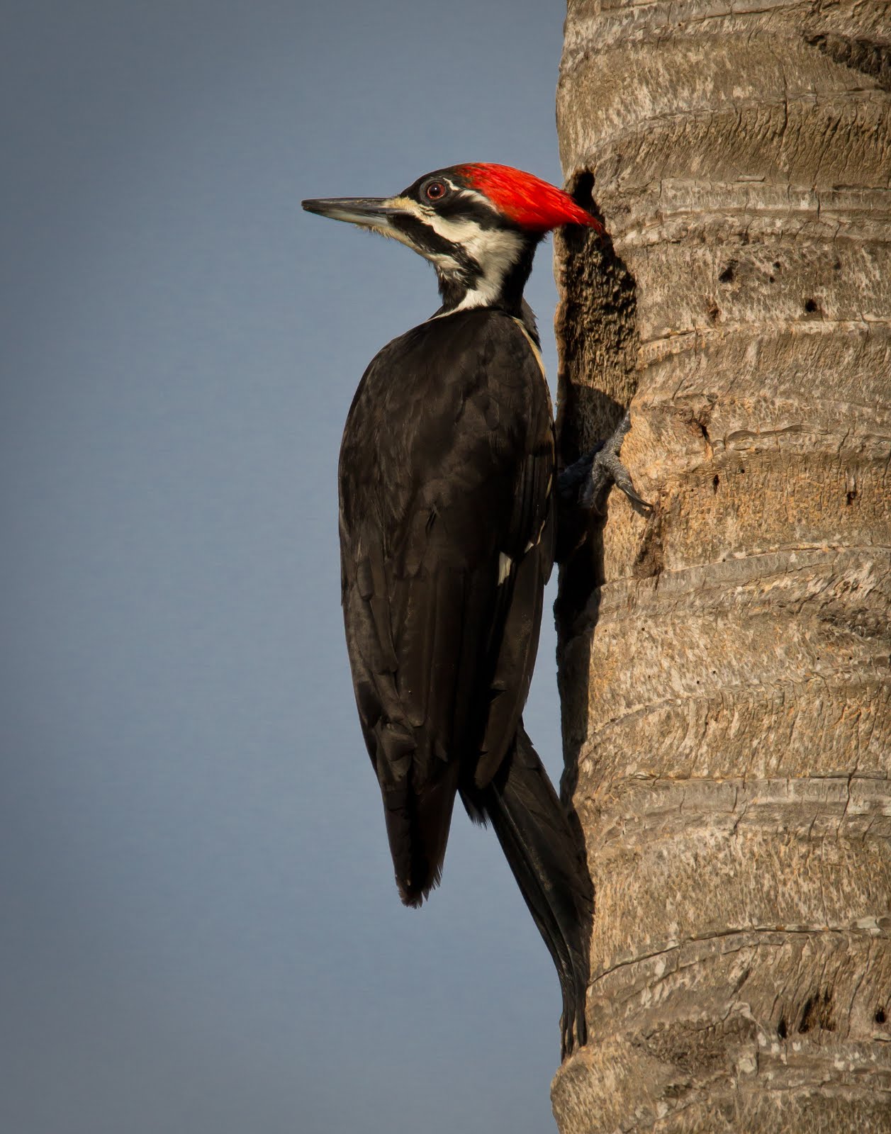 Piliated Woodpecker