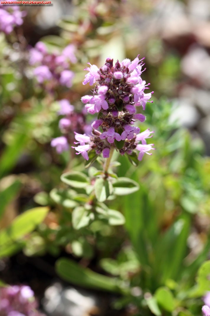Healing Weeds May 2014
