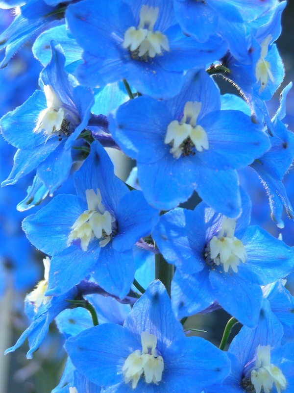 Mod Vintage Life Delphiniums (Blue) and Geraniums (Red)