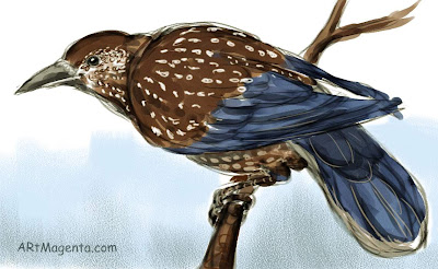 Spotted Nutcrucker, a bird sketh by Artmagenta