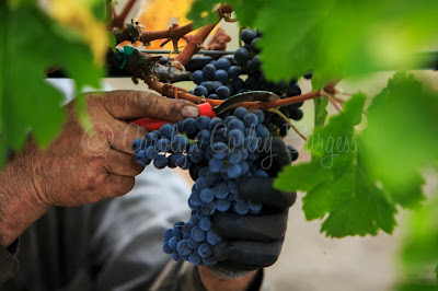 SWANSON VINEYARDS | MERLOT  - © CAROLYN CORLEY BURGESS