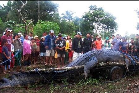 菲律賓 6米長 1噸重 史前巨鱷