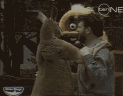 Funny animal gifs - part 97 (10 gifs), funny gifs, kangaroo attacks man in costume