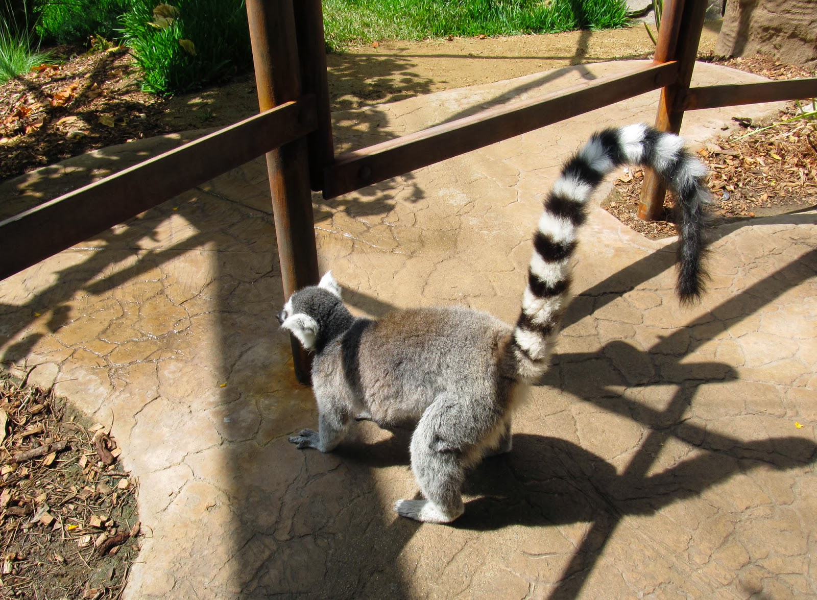 Life with Dylan: Have you walked with the lemurs?