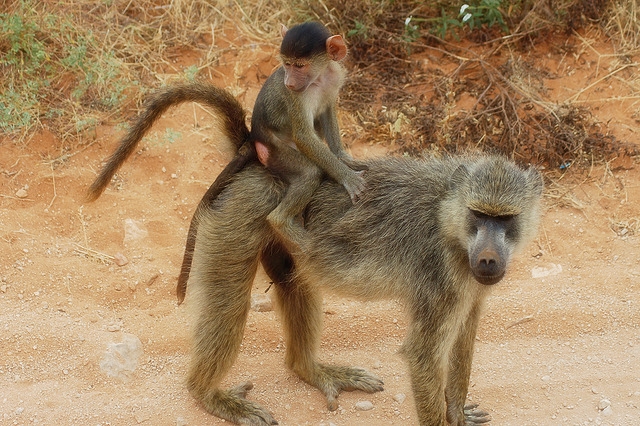 Cute Baby Pictures Daily pictures of animals and their babies