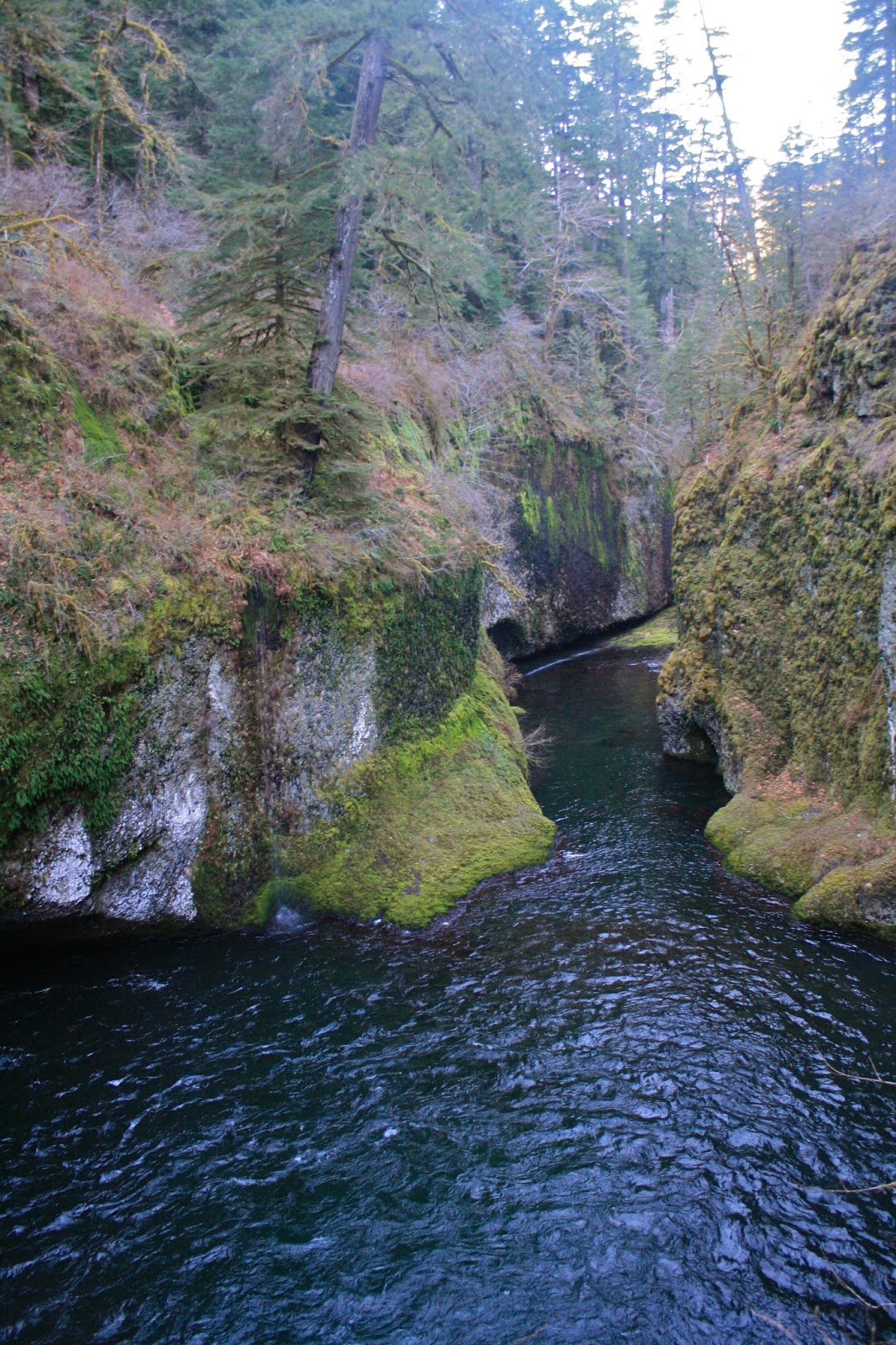 Wildflowers & Whiskey Hiking the Eagle Creek Trail