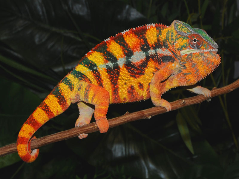 amazing creatures beautiful and colorful panther amazing creatures beautiful and colorful panther