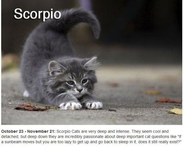 Zodiac signs cancer cat cats virgo scorpio sign zodiacs leo aries tumblr capricorn libra cute deviantart aquarius gemini sagittarius breeds Funny Cool Pictures: Did You Know There Are Zodiac Cats