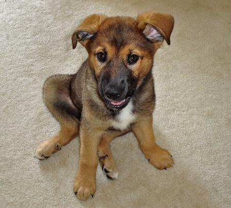 German Shepard Puppies on German Shepherd Mutts   Dog German Shepherds