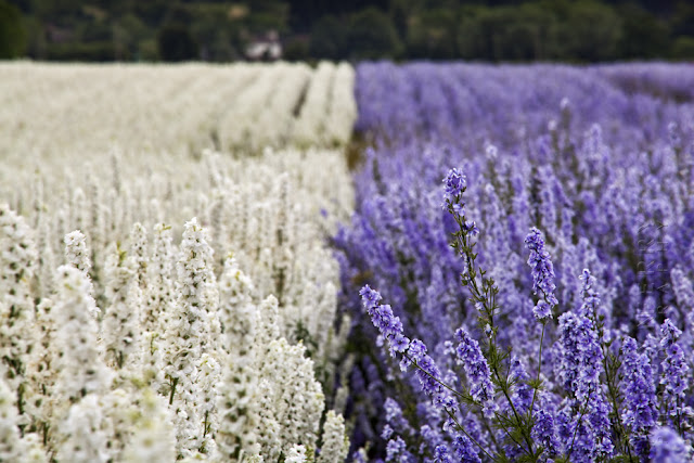 Two colours of English Delphiniums at The Confetti Fields in Wick www.martynferryphotography.com