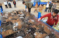 Caminhão é parado na China com dezenas de gatos que seriam abatidos para consumo