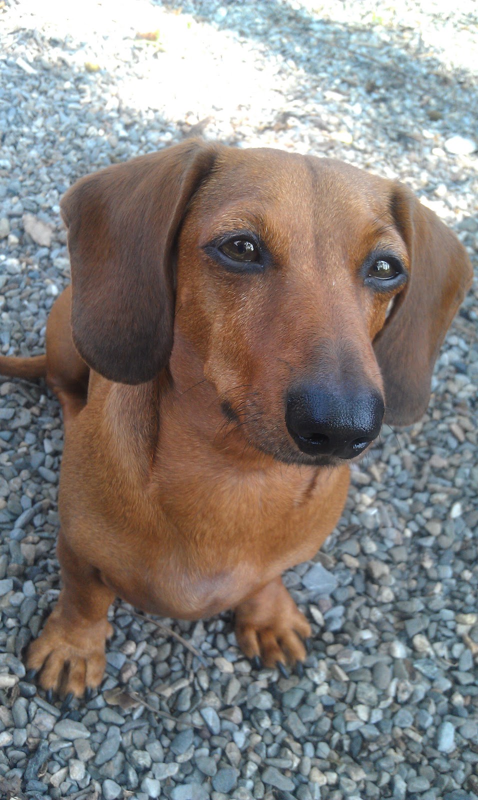 My Three Doxsons Do you have a Stubborn Dachshund?