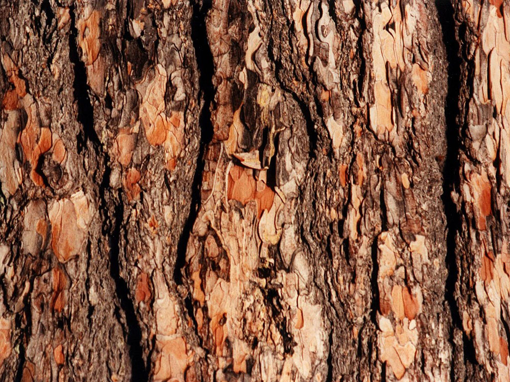 wallpapers tree bark wallpapers wallpapers tree bark wallpapers