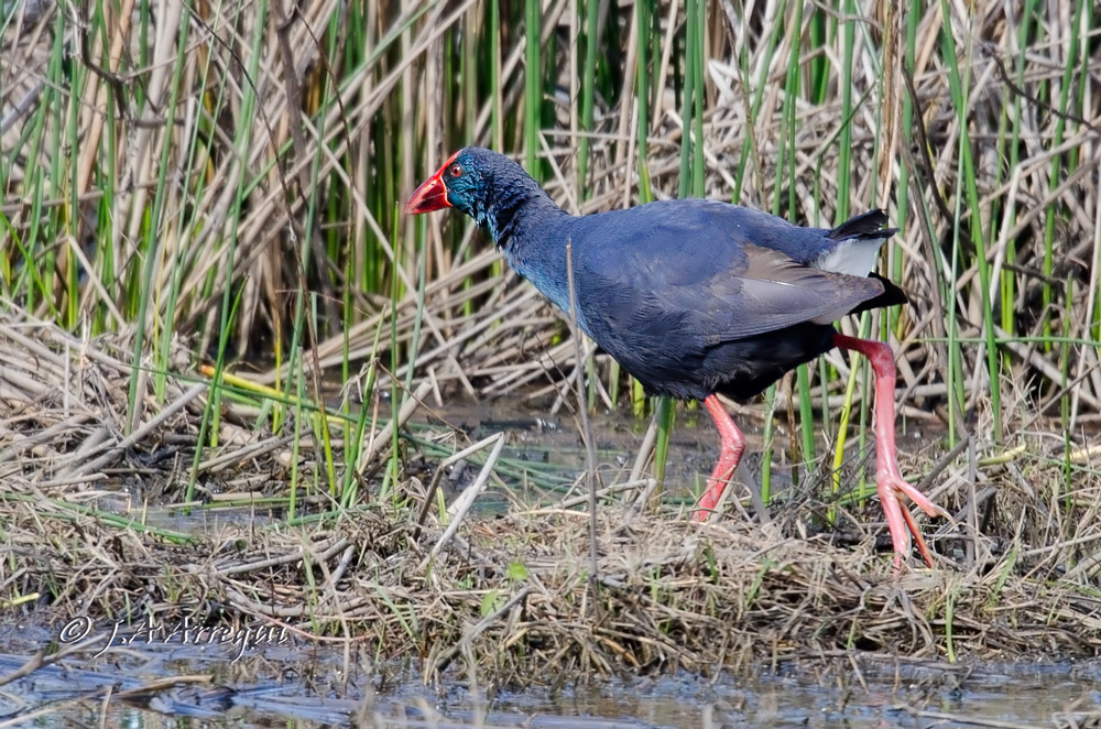 Calamon, Porphyrio porphyrio, Purple Swamphen Calamon, Porphyrio porphyrio, Purple Swamphen