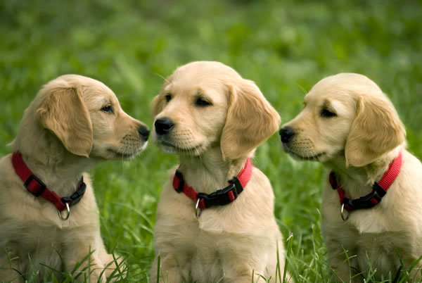 Cute Golden Retriever Puppies Pictures ~ BLOG OF CUTE PUPPIES PICTURES