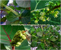 Coccoloba uvifera