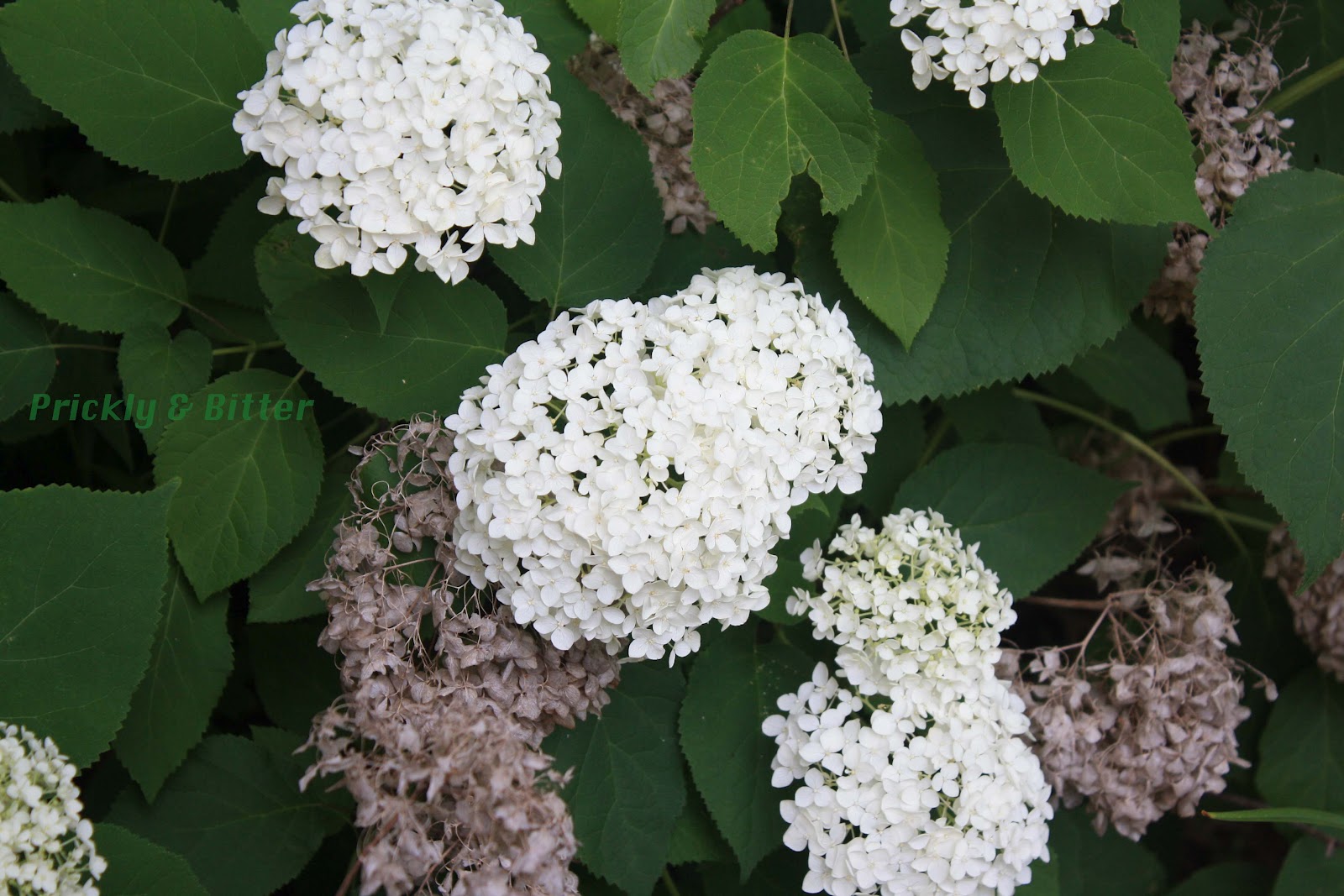 Prickly and Bitter The kidney stone hydrangea