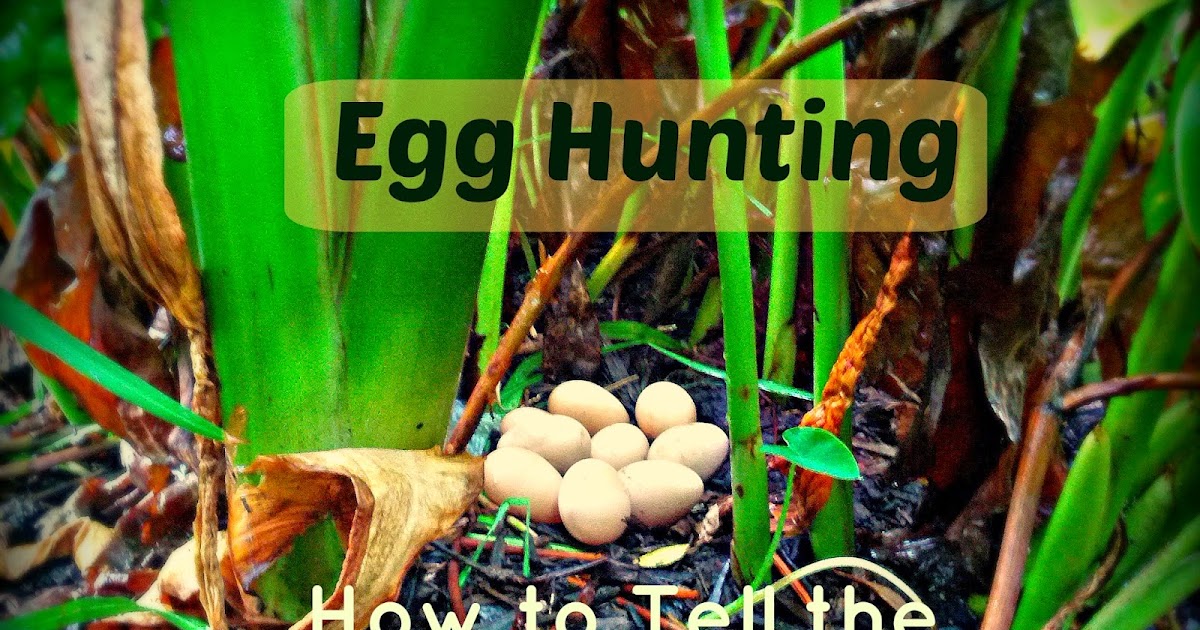 Egg Hunting How to Tell the Age of an Egg