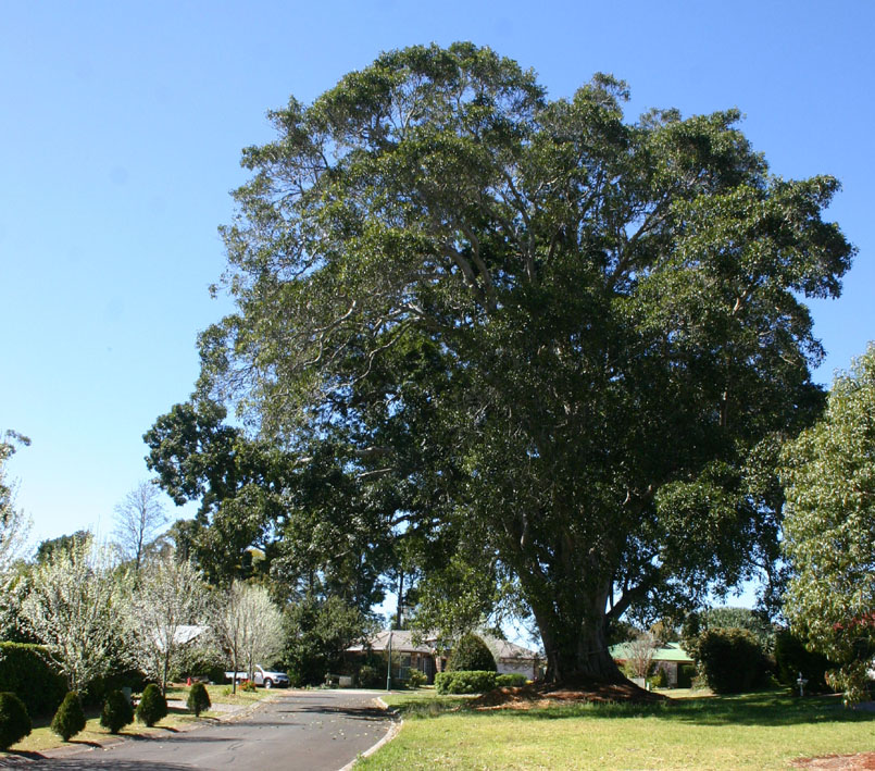 Toowoomba Plants Toowoomba’s Oldest Tree?