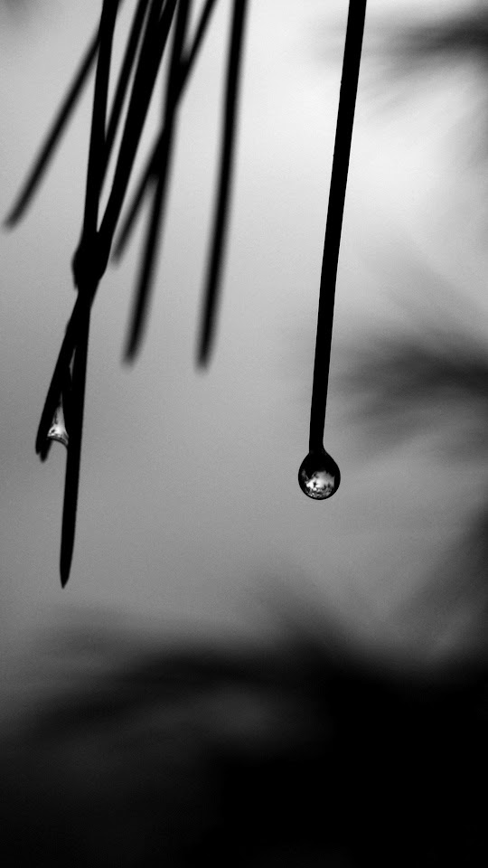 Black White Dew Drops  Android Best Wallpaper