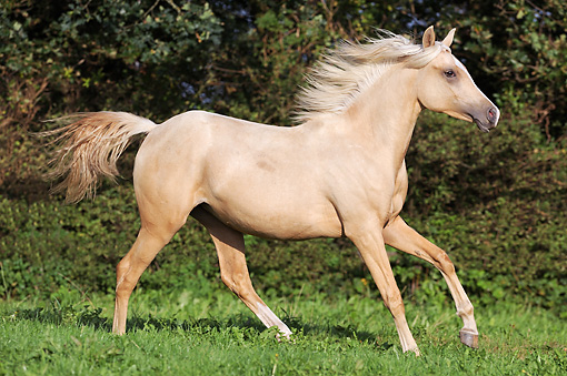 Critter Sitter's Blog: Pretty Palomino Horses