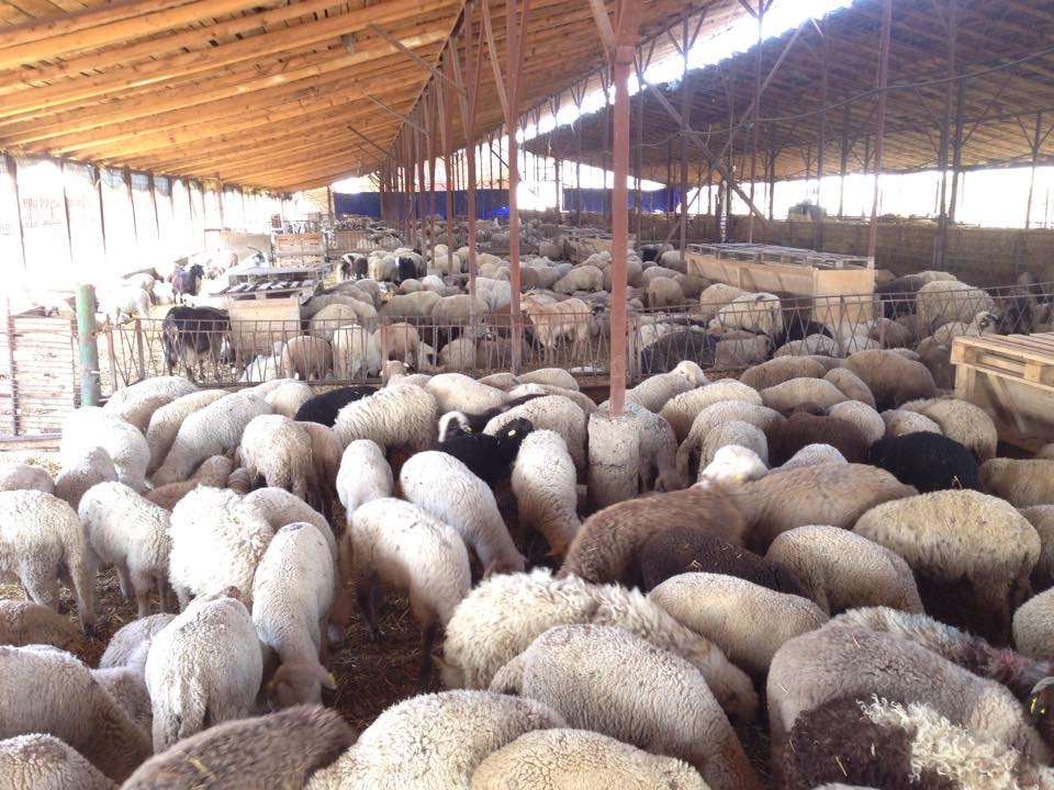 Lamb livestock