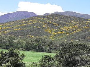 Cañaguates en flor