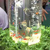 Aquaponic Therapeutic Indoor Display