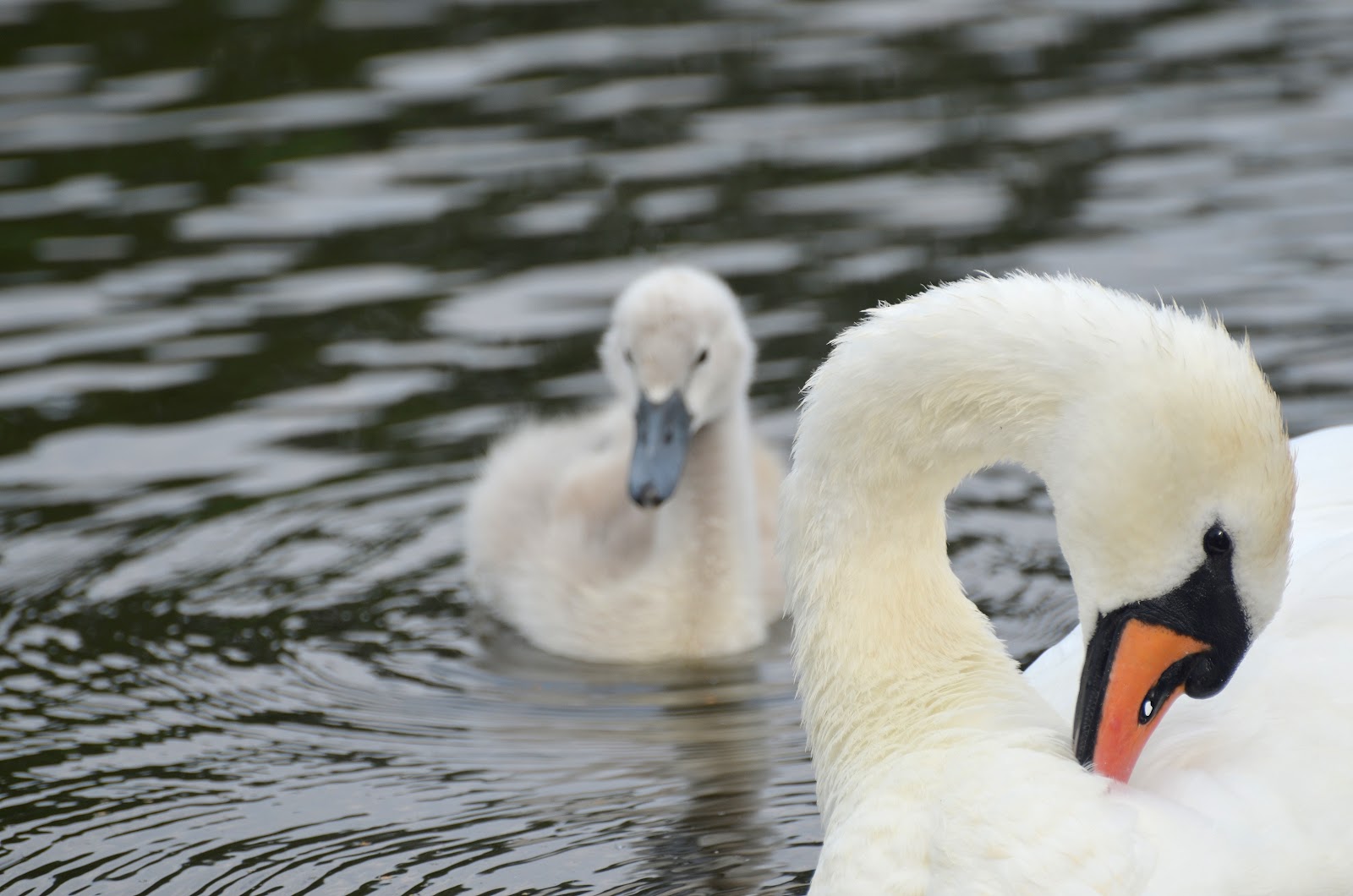 The Early Birder Mute Swan