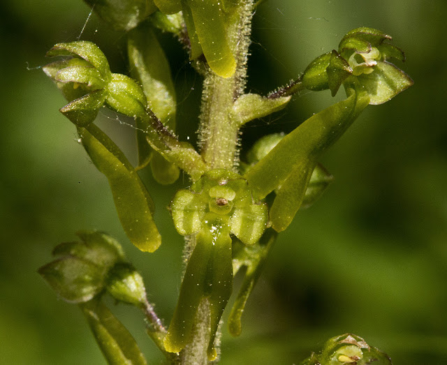 Common Twayblade, Neottia ovata.  High Elms Country Park, 30 May 2012.