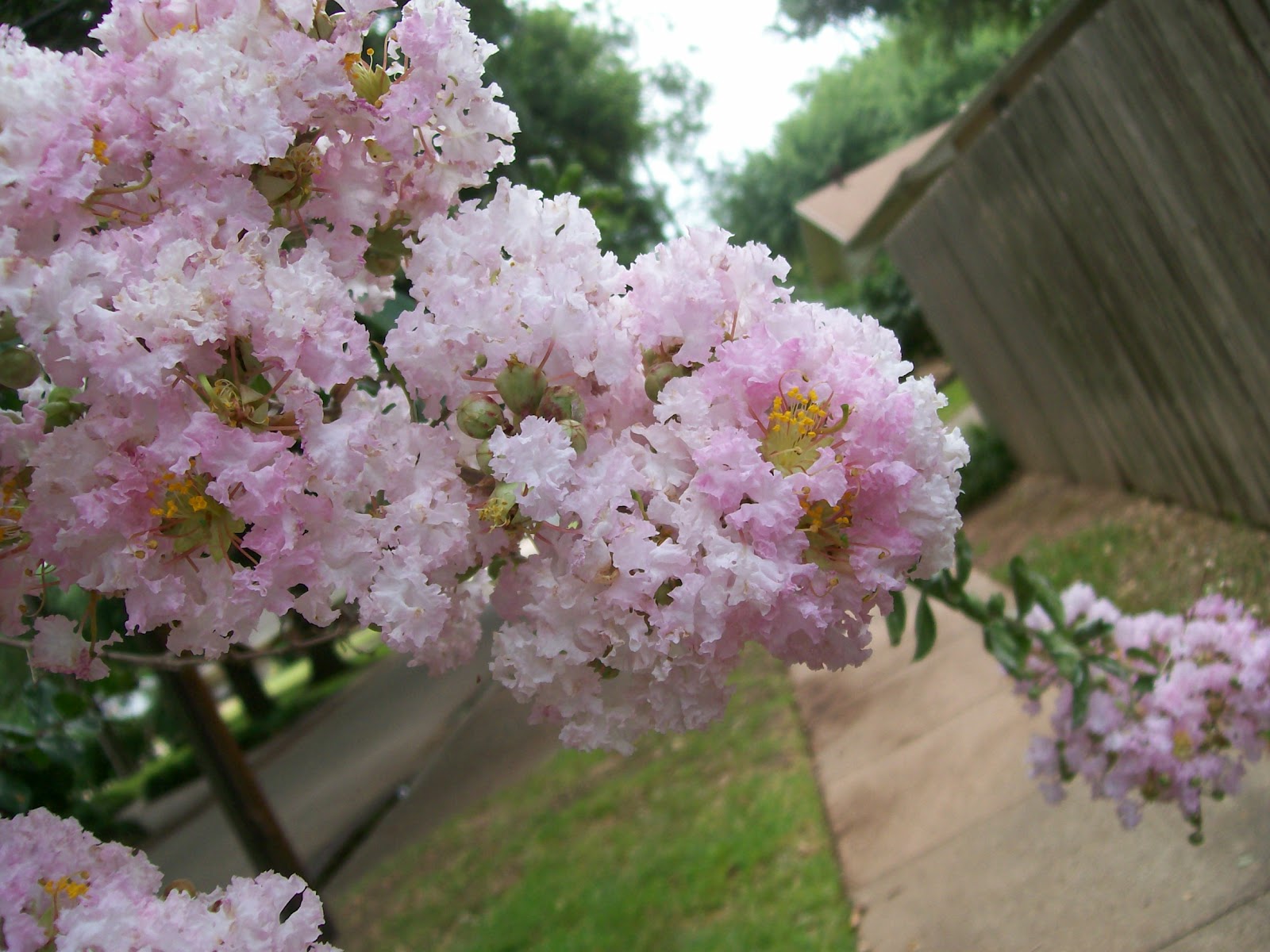 Rockhounding Around Crepe Myrtle Blooming