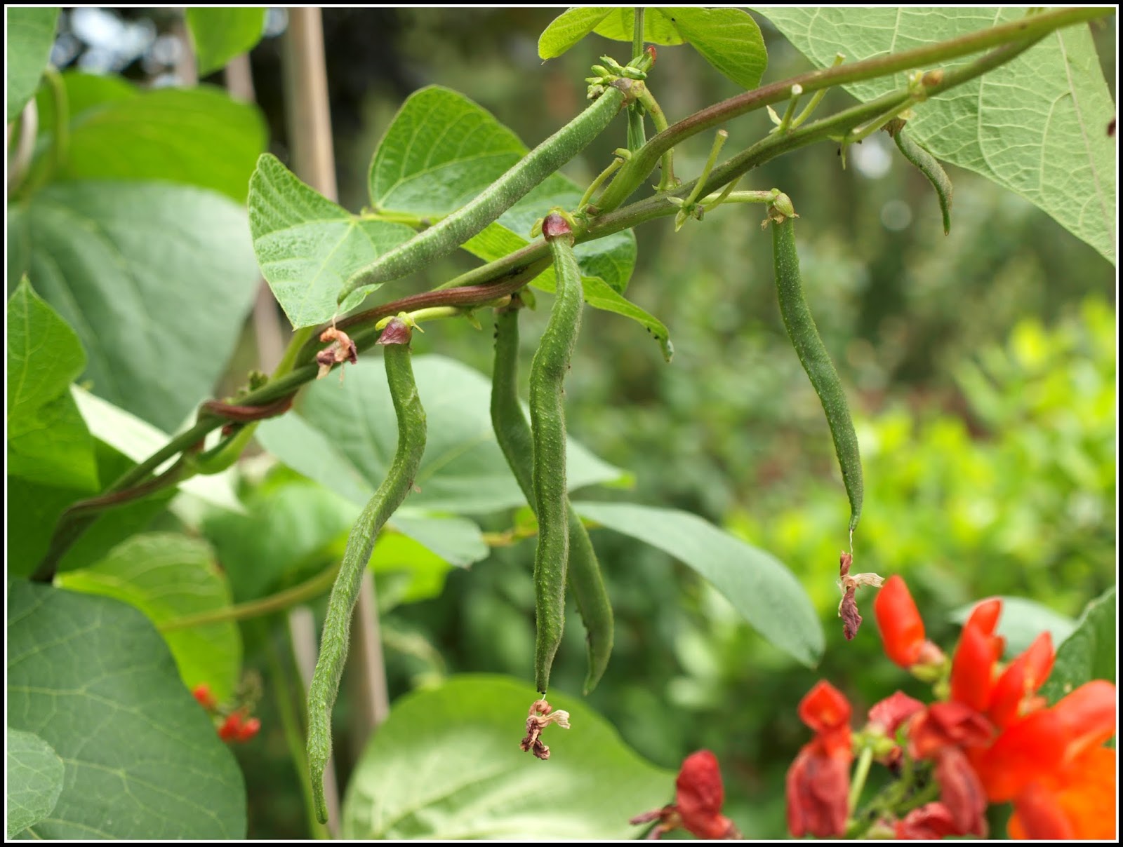 Mark's Veg Plot Climbing Beans are climbing