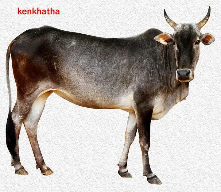 Pashudhan and Animal Science : Cattle breeds of Madhya Pradesh